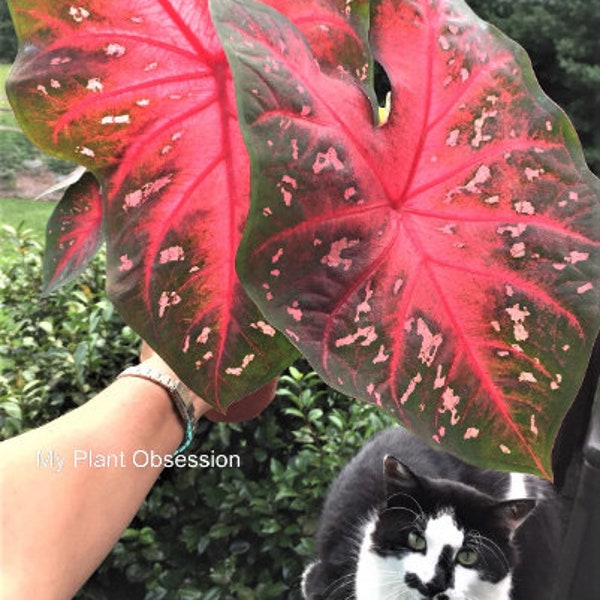 Caladium 'Red Flash'  Size #2 (2 bulbs) Size #1(1 bulb/Large)  ** New Crop 2024 In Stock!!!