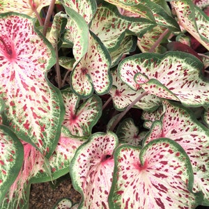 Caladium 'Gingerland' Size #2(2 bulbs) Size #1(1 Larger bulb) ** New Crop 2023 In Stock!!!