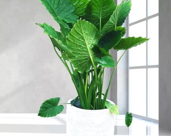 Heavy MEGA sized Alocasia Odora Elephant ear Up-right  *New Crop 2024 In Stock!!! Very limited **See all listing photos for measurements!!!