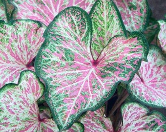 Caladium 'Dot's Delight' Choose from 4 options ** Very limited!!!