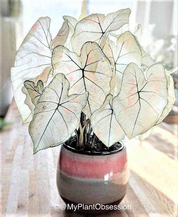 Caladium \'marie Moir\' Jumbo & Mammothnew Crop 2024 in Stock VERY Limited in  Stock - Etsy