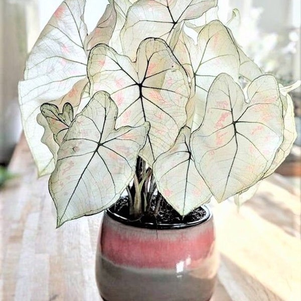 Caladium 'Marie Moir' Jumbo & Mammoth**New Crop 2024 In Stock!!! VERY Limited in Stock!!!