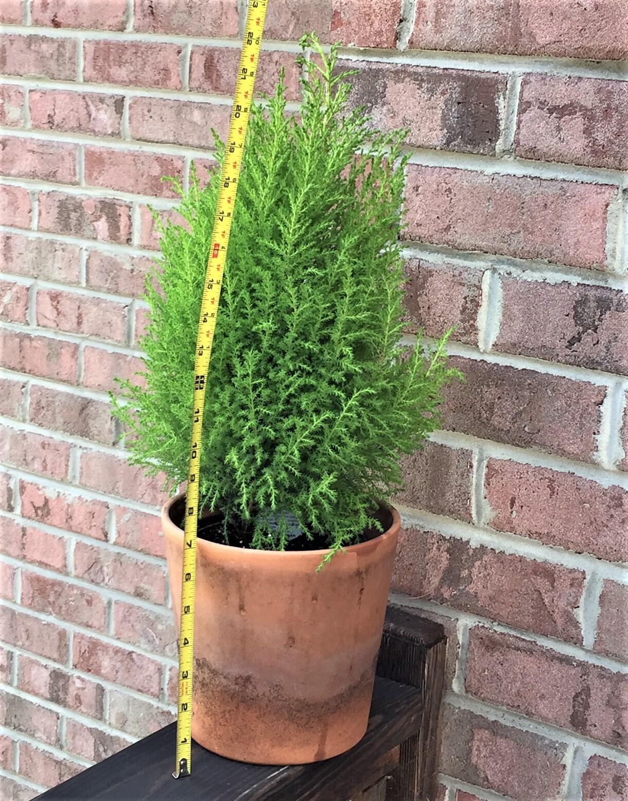 Lemon Scented Cypress Tree Christmas Tree Live Tree Etsy