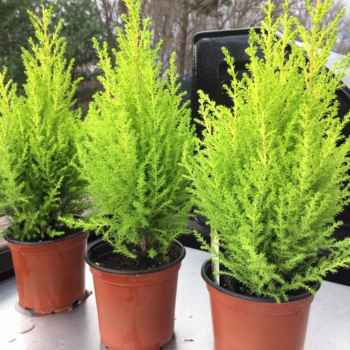 Lemon Cypress Tree Indoors/out 4.5 Pot You Get ONE Etsy