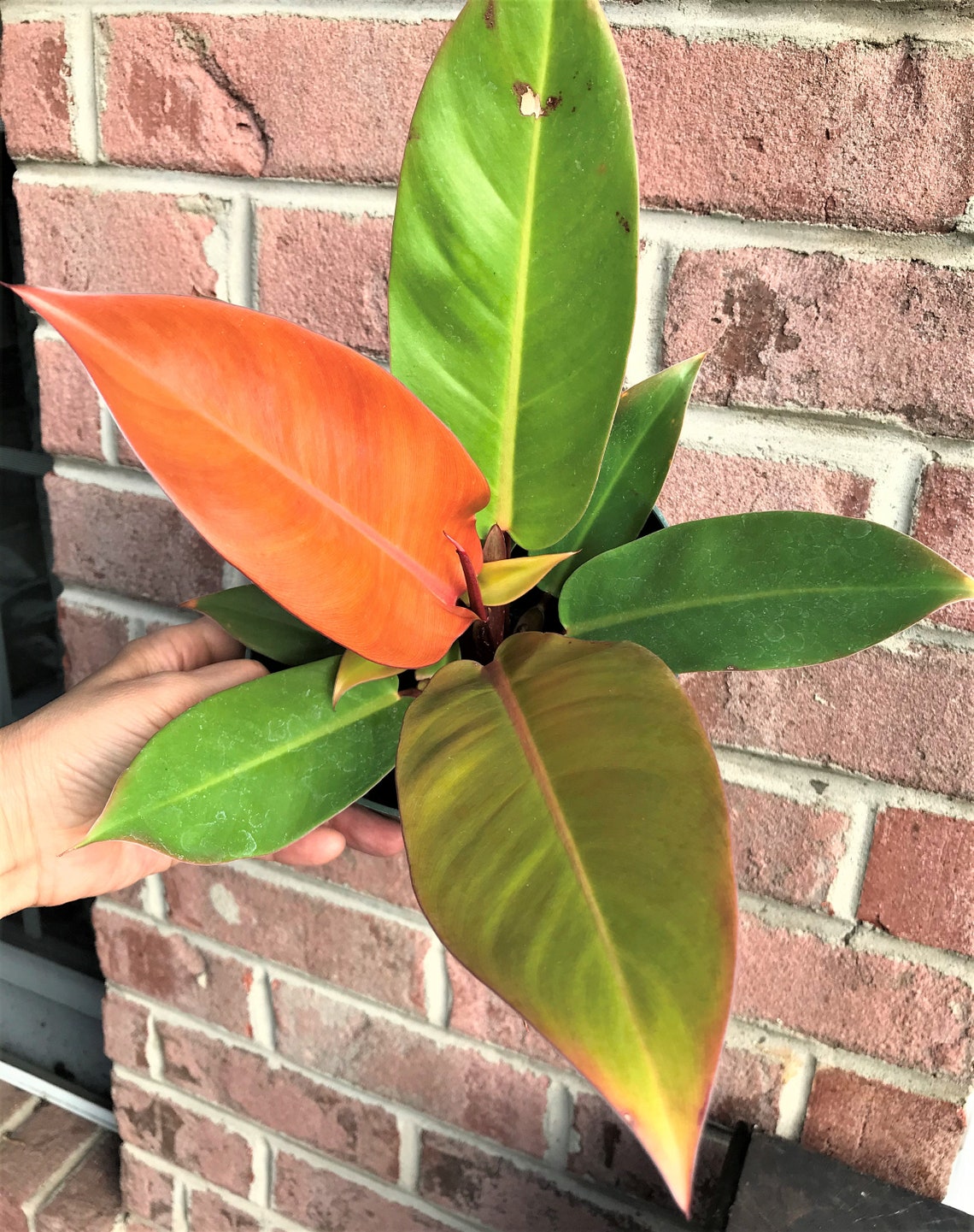 Philodendron 'Prince of Orange' in 6 pot image 3