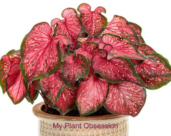 Caladium ''Scarlet Flame" Size #2 (2 Bulbs) ***New Crop 2024