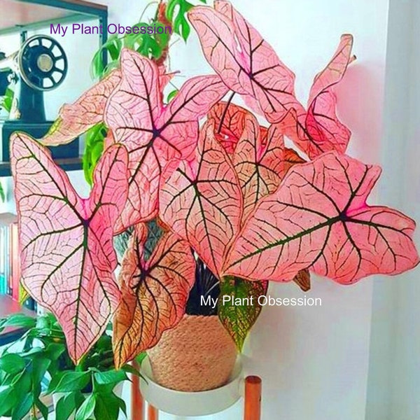 Caladium 'Spring Fling'  Size #2, Size #1, Jumbo, Mammoth & MEGA Mammoth ** New Crop 2024 ** VERY Limited in Stock!!