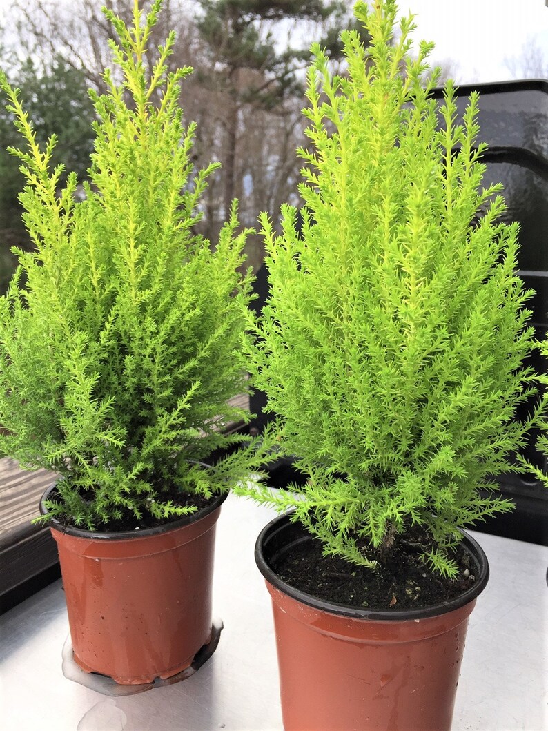 Lemon Cypress Tree Live Tree 1015 tall Indoors/Out Etsy