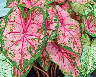 Caladium 'Gypsy Rose' Size #2(2 bulbs) Size #1(1 Larger bulb) New Crop 2024 In Stock!!!