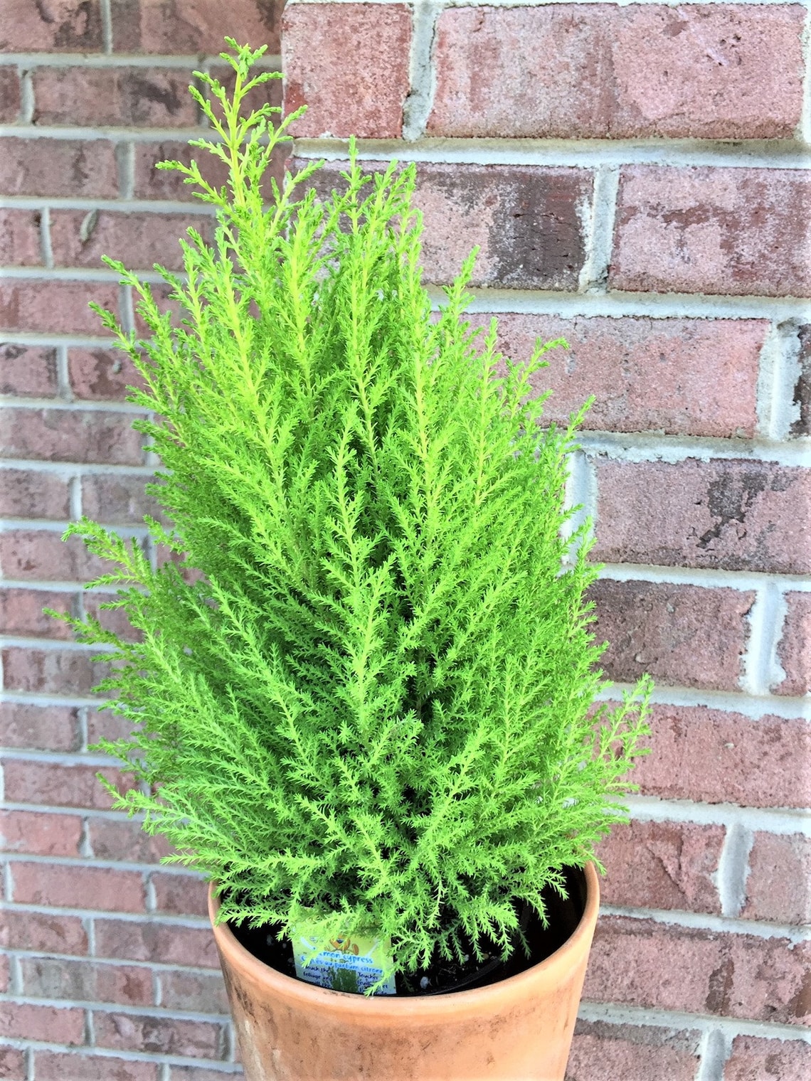 Lemon Scented Cypress Tree Christmas Tree Live Tree Etsy