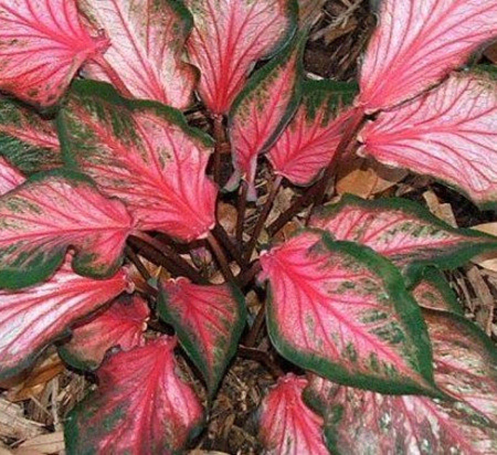 Caladium ‘Pink Gem’ 2 Bulbs Size 2 | Etsy