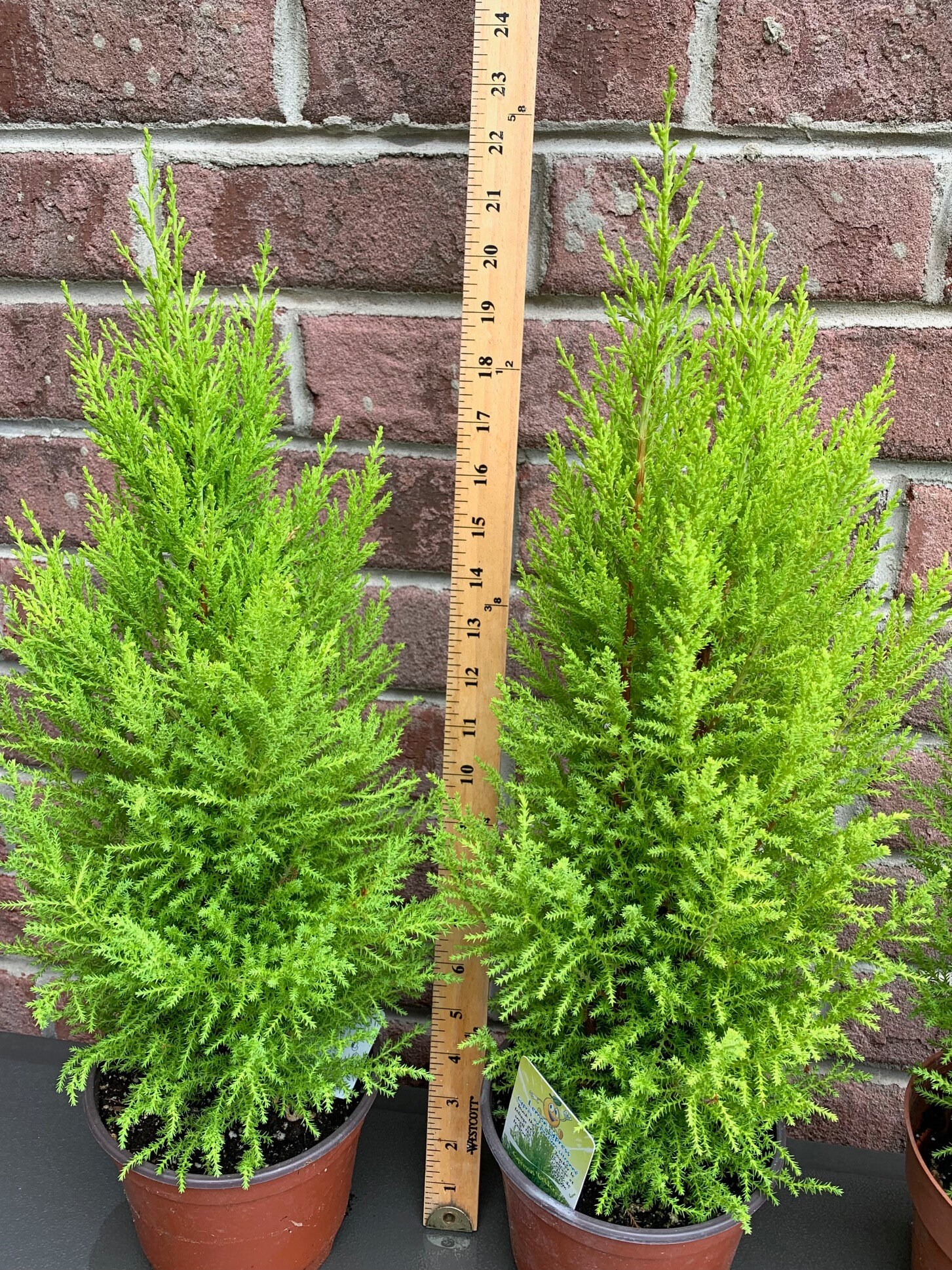 Lemon Cypress Shrub