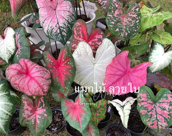 Caladiums Random Mix 'Value Pack' (6 Bulbs) Size #2 ***New 2024 crop in stock!!! ***These are mixed at the farm