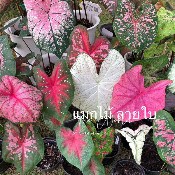 Caladiums Random Mix 'Value Pack' Size #2(6 Bulbs), Seed Bulbs(12 bulbs) ***New 2024 crop in stock!!! ***These are mixed at the farm