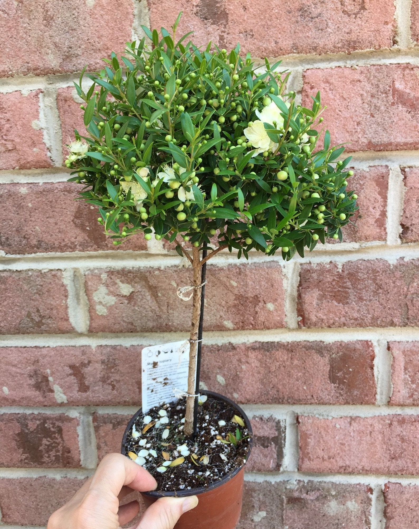 Myrtle Topiary 'eugenia Myrtifolia' in 4.5 Pot Etsy