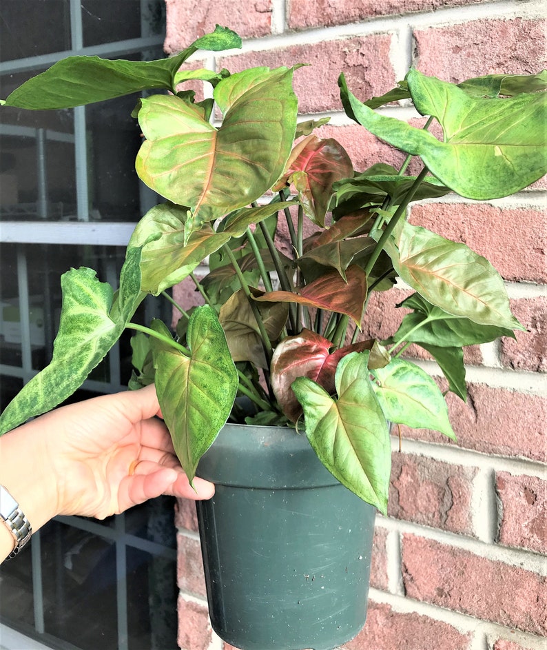 Arrowhead Plant SyngoniumMerry Maria 6 pot Etsy