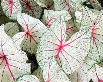 Caladium 'White Queen' Jumbo & Mammoth  ** New Crop 2024 **In Stock NOW!!! ***VERY Limited in Stock!!!