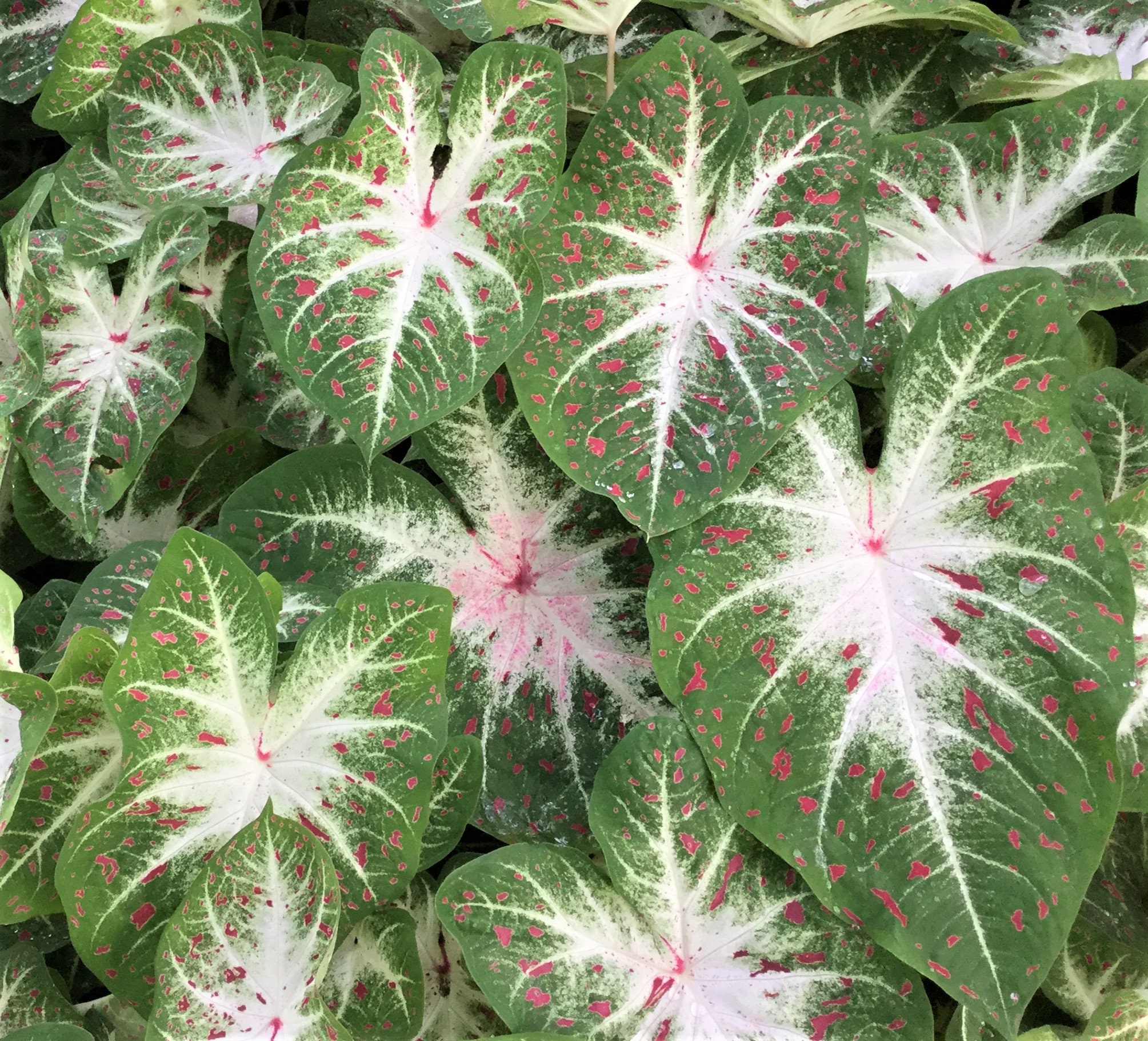 Caladium 'Hearts Desire' 2 Bulbs Size 2 Etsy