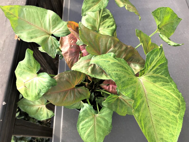 Arrowhead Plant SyngoniumMerry Maria 6 pot Etsy