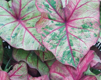 Caladium 'Autumn Beauty' Size #1( 1 bulb/Larger 1-1/2" to 2-1/2")  ** New Crop 2024  ** VERY Limited!!!