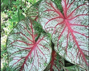 Caladium 'Florida Sunrise'  Size #2 (2Bulbs)   ** New Crop 2024 In Stock!!!