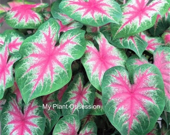 Caladium 'Rosebud' Size#2(2 bulbs) ***Very Limited ** New Crop 2024 In Stock!!!