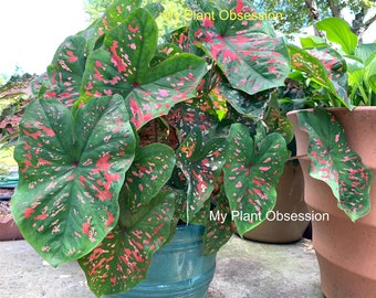 Caladium 'Freckles' Size #2 (2 Bulbs) Size#1(1 bulb Large)  ** New Crop 2024