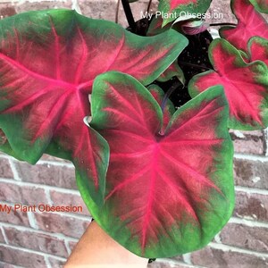 Caladium 'Freida Hemple' Jumbo & Mammoth **New Crop 2024 In Stock!!!