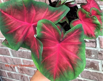 Caladium 'Freida Hemple' Jumbo & Mammoth **New Crop 2024 In Stock!!!