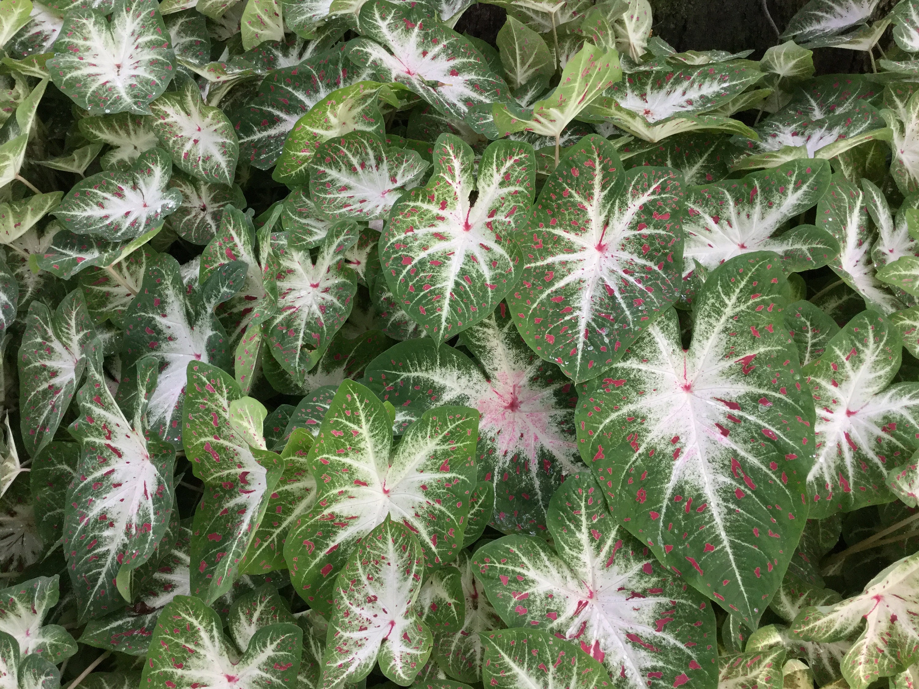 Caladium 'Hearts Desire' 2 Bulbs Size 2 Etsy