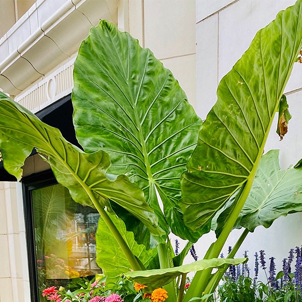 Alocasia 'Calidora'  RARE Variety Elephant ear Up-right BULB,  *New Crop 2024 In Stock!!! ***See all listing photos for measurements!!!