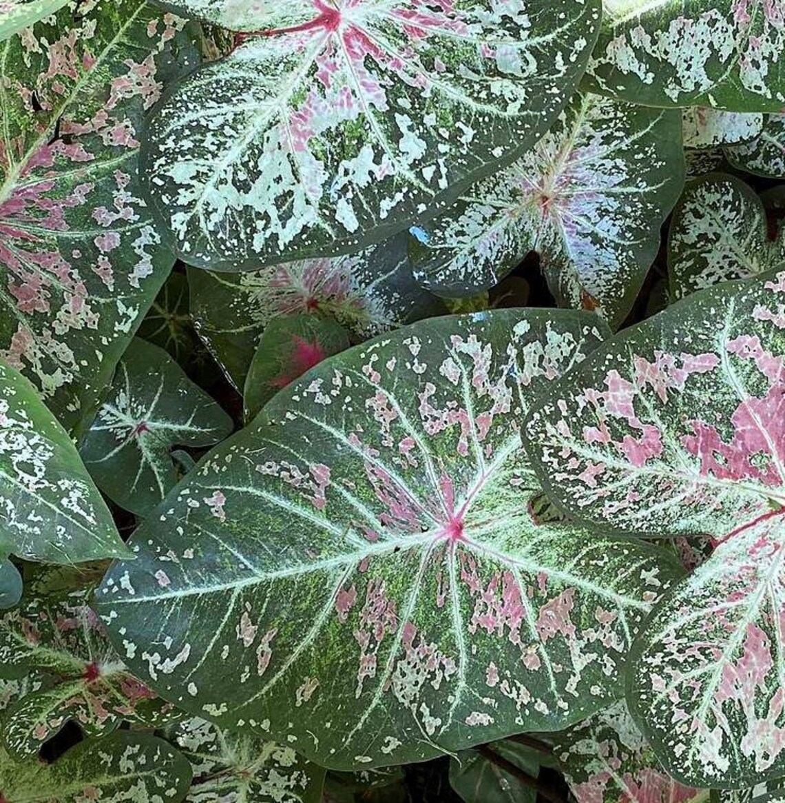 Caladium 'Pink Cloud' 2 Bulbs Size 2 Etsy