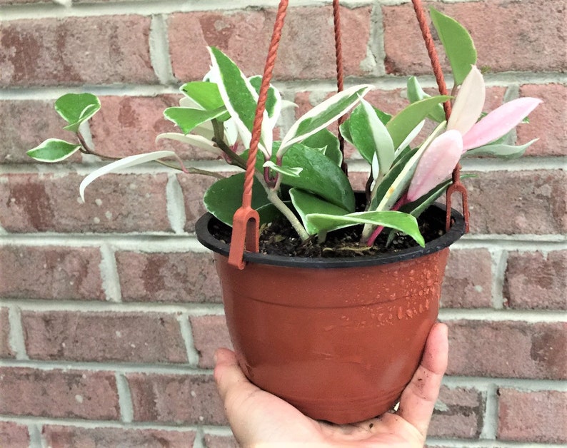 Hoya Carnosa Tricolor Krimson Queen Variegated in 6 | Etsy