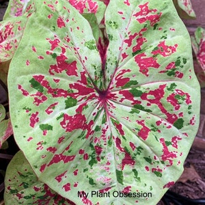 Caladium 'Raspberry Moon' Size #2(2 bulbs) Size#1(1 bulb Large) **New Crop 2023 **In Stock NOW Yay!!!!** VERY Limited in Stock!!!