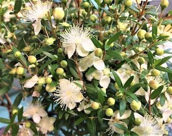 Myrtle Topiary 'Eugenia myrtifolia' in 4.5" pot -11-14" tall -*Blooms come and go through out the year!  ***Keep it moist at ALL TIMES!