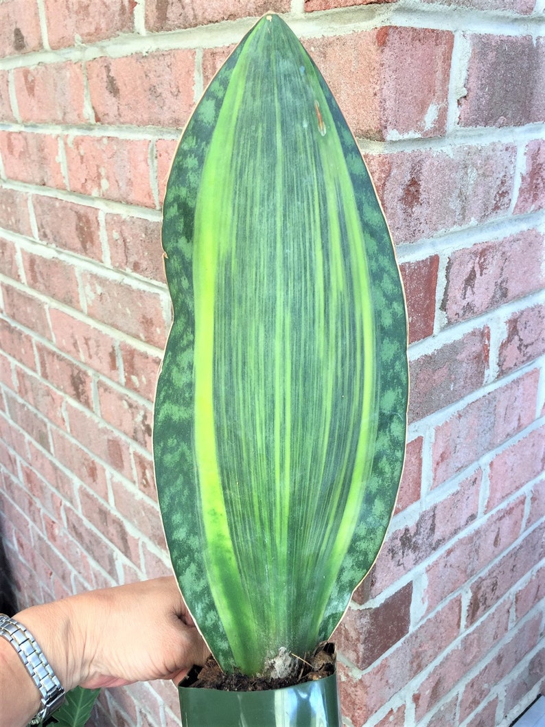 Sansevieria Masoniana 'Whale Fin' Variegata Snake | Etsy