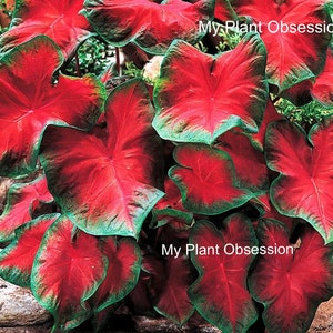 Caladium 'Freida Hemple' *Size#2(2 bulbs) Size #1(1 bulb / Large) New Crop 2024 In Stock!!!