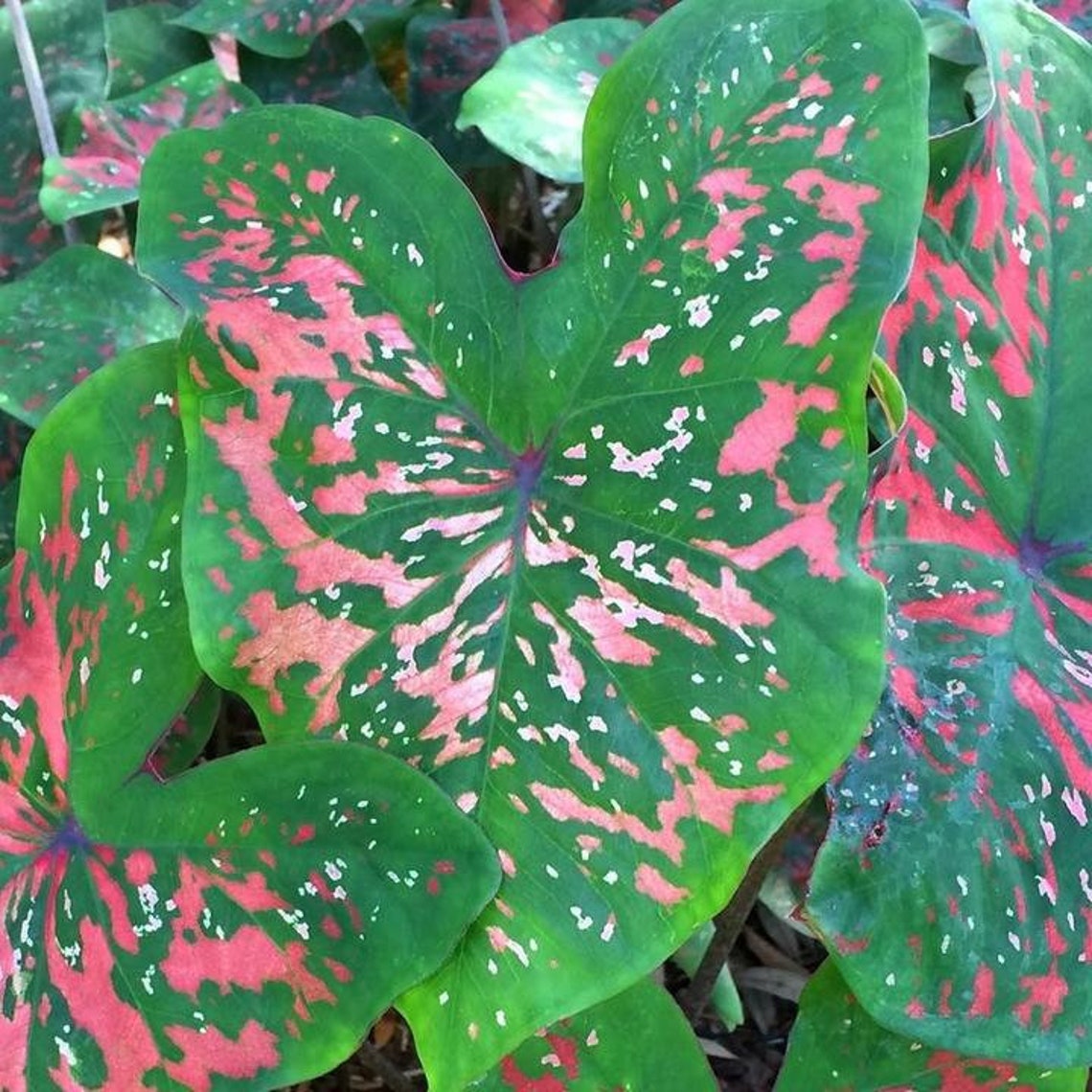 Caladium 'freckles' Size 2 2 Bulbs Size11 Bulb Etsy