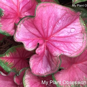 Caladium Florida Sweetheart Jumbo, Mammoth & MEGA Mammoth ** New Crop 2024 ** VERY Limited in Stock!!!