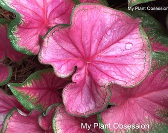 Caladium Florida Sweetheart Jumbo, Mammoth & MEGA Mammoth ** New Crop 2024 ** VERY Limited in Stock!!!