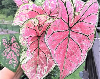 Caladium 'Pink Illusion' Size#2(2 bulbs) New Crop 2024 In Stock!!!