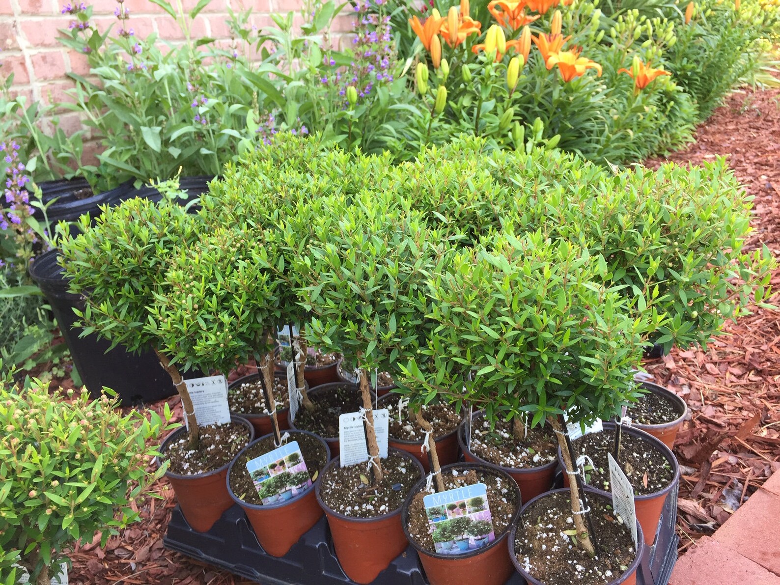 Myrtle Topiary 'eugenia Myrtifolia' in 4.5 Pot Etsy