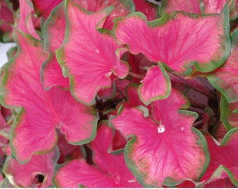 Caladium 'Sangria' Size #2 (2 Bulbs) ** New Crop 2024 **In Stock NOW!!!