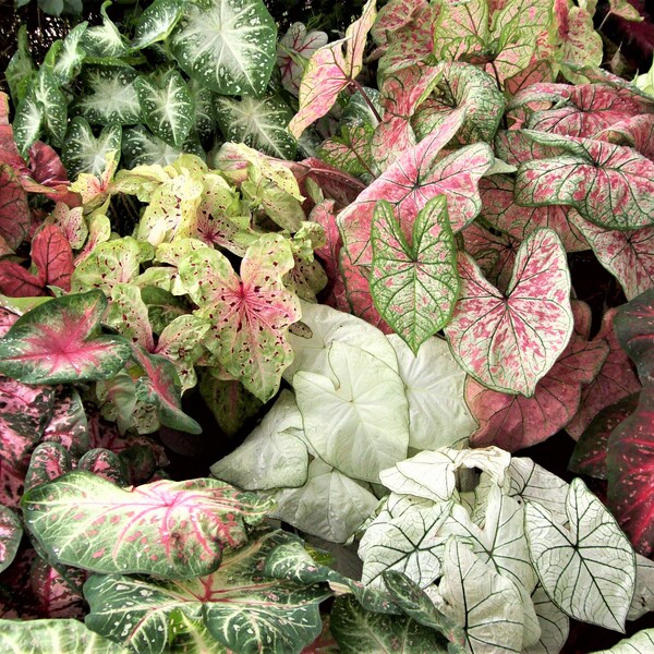 Caladium Bulbs Etsy