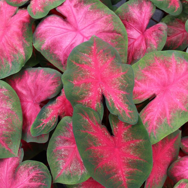 Caladium Bulbs Etsy