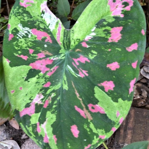 Caladium 'Florida Beauty'  Size #2(2 bulbs),  Size #1(1 bulb Large)**New Crop 2024 in stock ** VERY Limited in Stock!!!