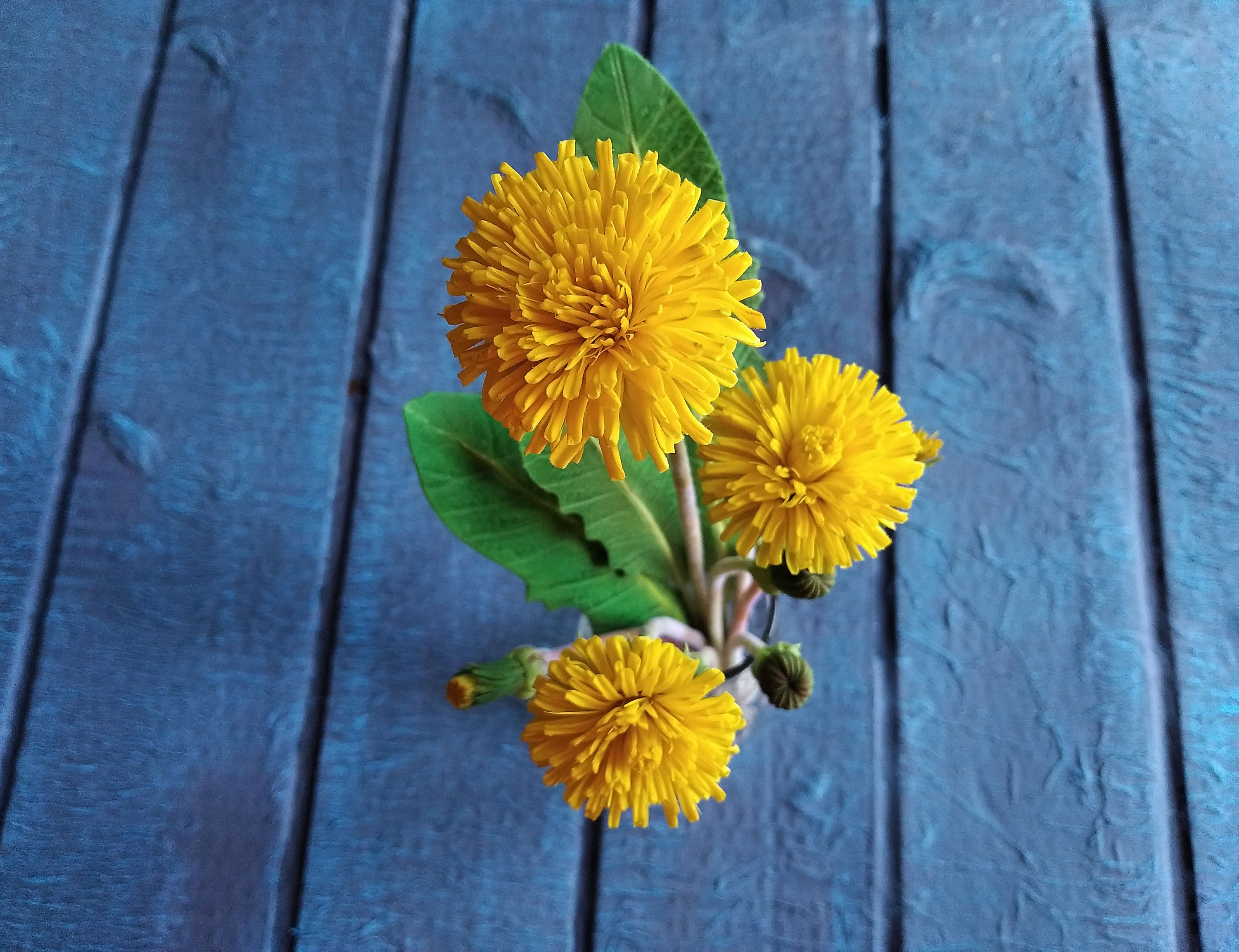 Yellow Dandelion Bouquet Realistic Dandelions Yellow Dandelion Etsy