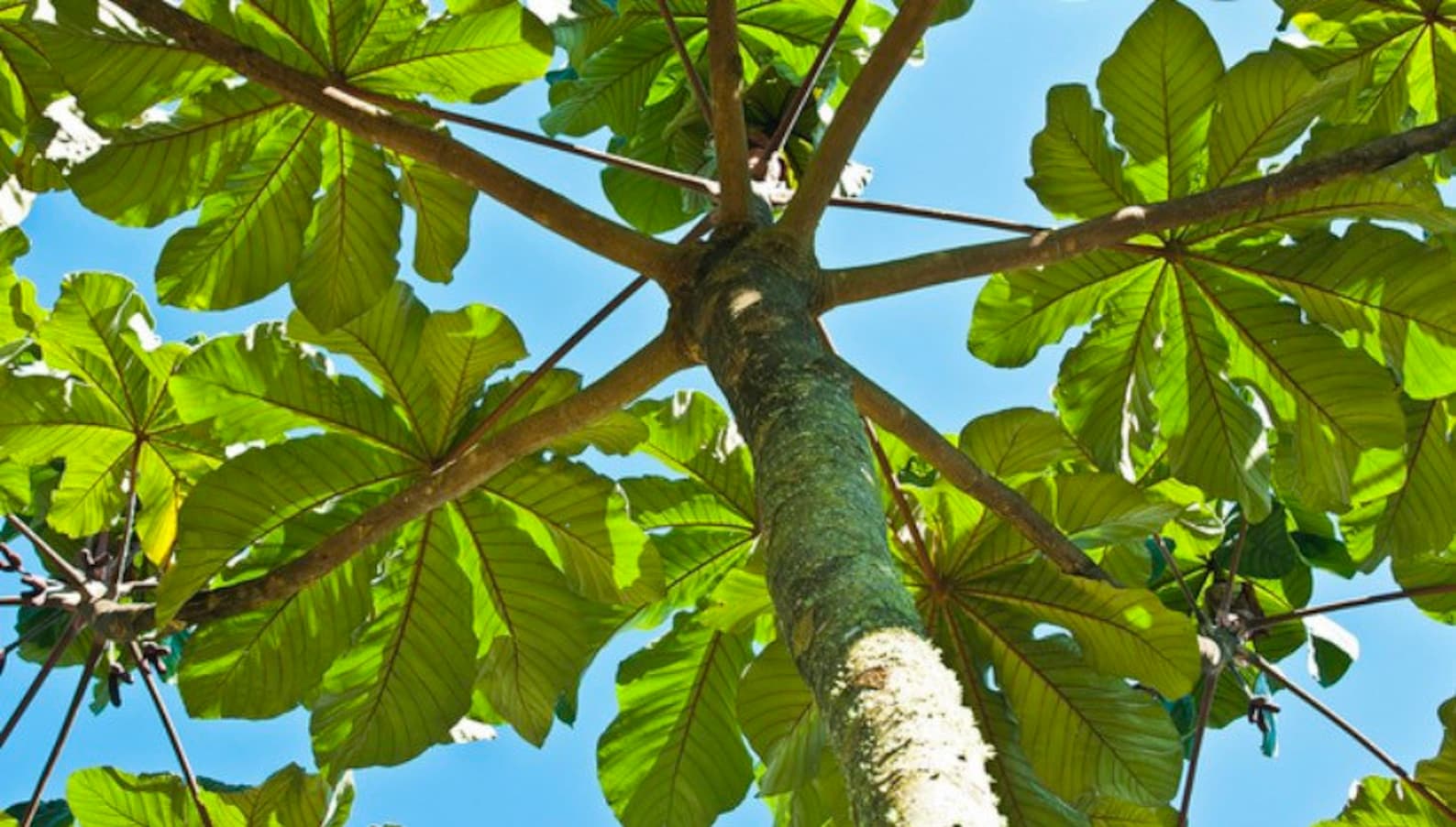 Sale TRUMPET TREE LEAVES Powder Jamaica Cecropia Peltata Etsy