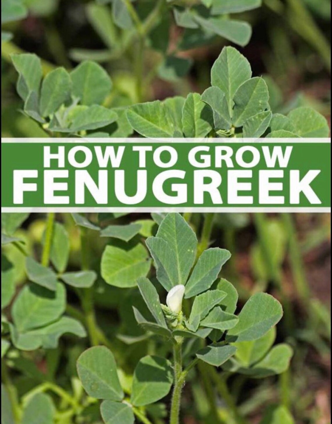 FENUGREEK SEED POWDER 100 Organic Jamaican Product Etsy