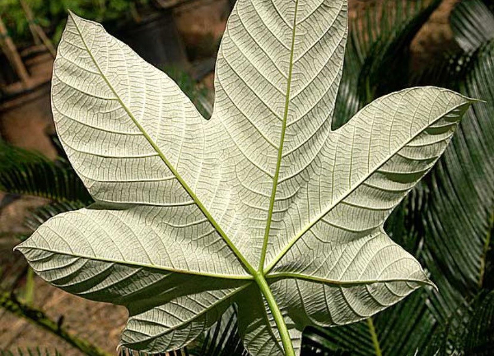 Amazon Trumpet Leaf Tea at Jennifer Wright blog